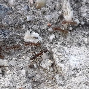 Meet your Posher, Alice